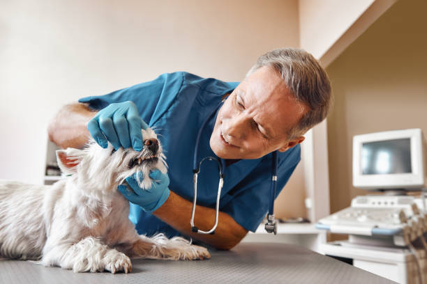 Best Pediatric Emergency Dentist in Baileys Crossroads, VA
